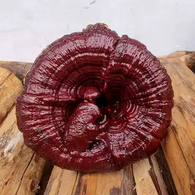 98 yuan high-legged ganoderma lucidum big red Ganoderma lucidum ornamental decoration semi-wild large Ganoderma lucidum flower pot Jinghong Ganoderma lucidum whole