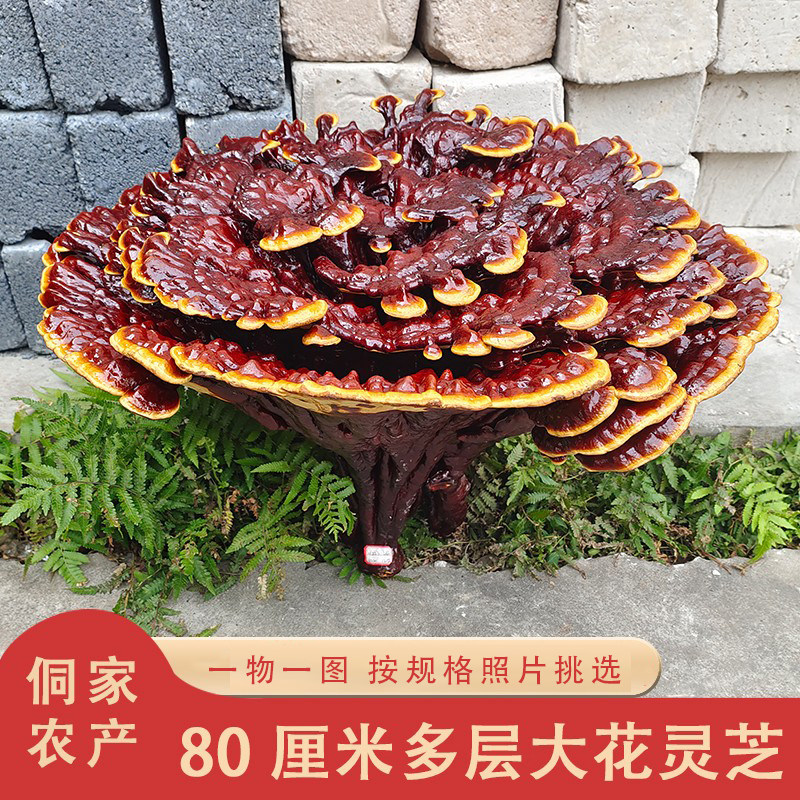 家里摆件新宠!赤灵芝半野生特大观赏盆景,10多斤重的养生艺术品?🤔-整枝灵芝-淘宝好物网