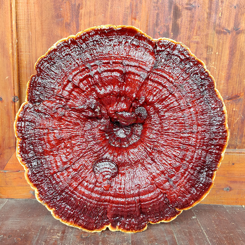 55-65 cm red Ganoderma lucidum semi-wild purple Ganoderma lucidum ornamental Ganoderma lucidum ornaments extra large Ganoderma lucidum whole branch red Purple Ganoderma lucidum