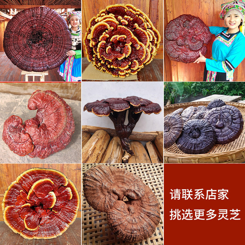 家里缺个「仙气」?70-80cm特大灵芝盆栽,风水摆件新宠儿!-整枝灵芝-淘宝好物网