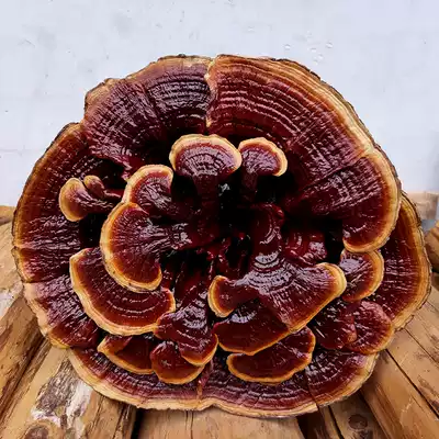 258 yuan semi-wild large high-legged flower ganoderma lucidum Red Ganoderma lucidum flower pot landscape decoration Red Ganoderma lucidum whole Ganoderma lucidum