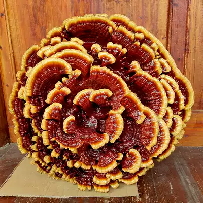 More than 10 kg and a half of wild extra-large ganoderma lucidum flowers ornamental ornaments safflower Ganoderma lucidum bonsai flower Ganoderma lucidum red zhi dry goods
