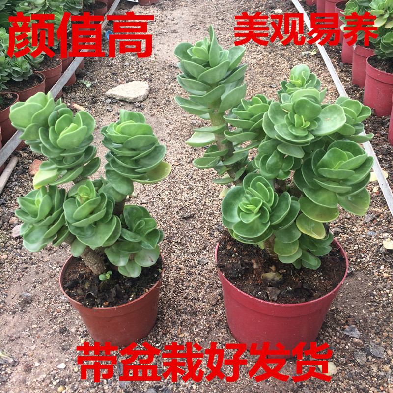 Super large meat specials Rolling money money Wood old pile Succulents Green plant office combination Potted plants