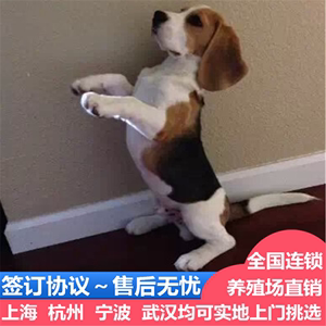 上海出售比格幼犬崽大耳朵巴吉度猎兔犬活体米格鲁史努比宠物狗狗