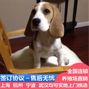 上海出售比格幼犬崽大耳朵巴吉度猎兔犬活体米格鲁史努比宠物狗狗