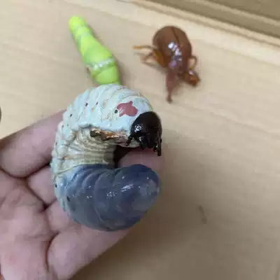正版散货海洋堂凤蝶幼虫大白虫金蝉毛毛虫模型手办摆件