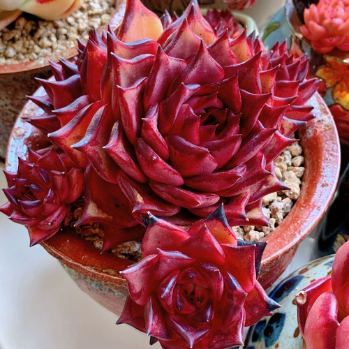 Юньнаньские сочные растения зеленые растения живая трансляция