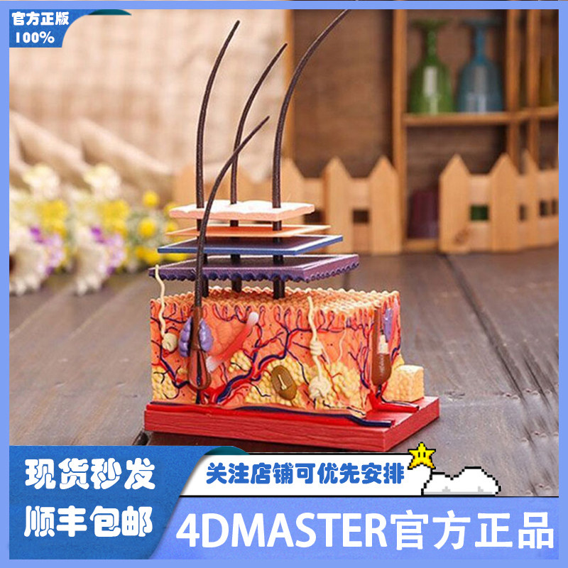4D Master医学人体皮肤模型毛囊结构组拼装毛发美容医院模具教学