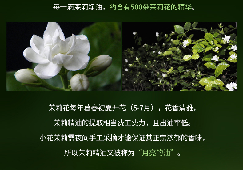 Zhang Xiao Niangzi Jasmine Oil 10ml Giữ ẩm Làm săn chắc da Phụ nữ Làm dịu Da săn chắc Tinh dầu Hương liệu đơn phương tinh dầu trà trắng