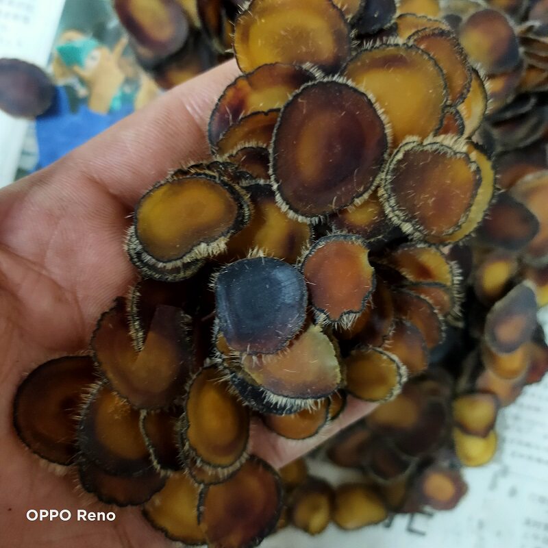 Antler slice with blood foot nutrition enriched full wax sheet Jilin Changchun Antlers Dry Slice 10 gr Saucepan Brew