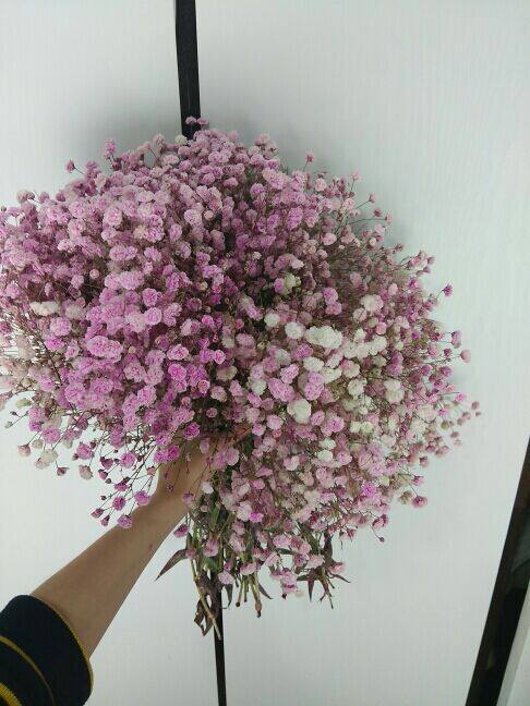 七彩虹玫瑰染色剂满天星染料鲜花培养液蓝色妖姬制作材料花店用品 人气新品 培养液 染色剂 满天星 染料 七彩虹途虎网