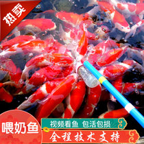  Milkfish fisheries Domesticated purebred koi pacifier Feeding fish bottle Fish feeding fish Ornamental fish Live transport package Live