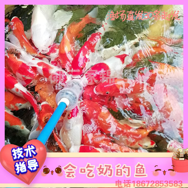 Eat milk to join koi pastfeed fish bottlefish wishfish shopping mall recreational feeding fish living children breastfeeding fish