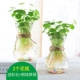 Bình nước trồng cây đặt trên bàn nước xanh, hoa tươi, cây xanh, bể cá xe, hoa khô, hoa nhỏ - Vase / Bồn hoa & Kệ