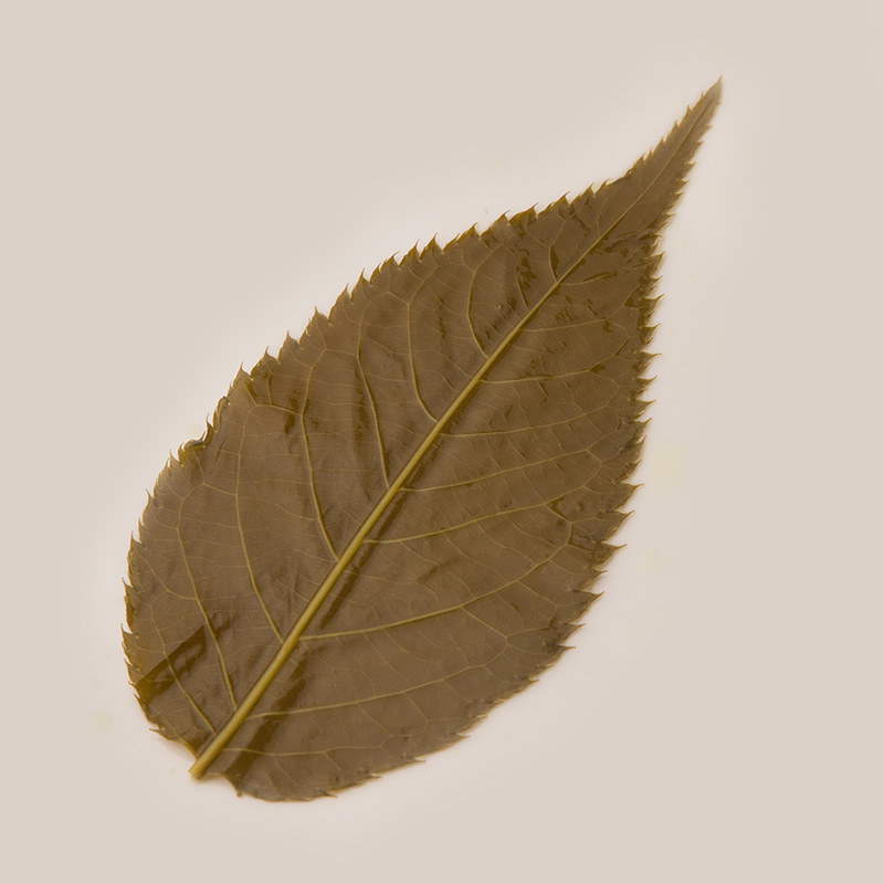 斑斓叶粉：烘焙界的神秘东方香料