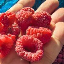 Daxinganling Fresh Fruit Quick Frozen Raspberry Raspberry Baked Milk Tea Shop Dessert Shop Juice Smoothie Red Raspberry SF