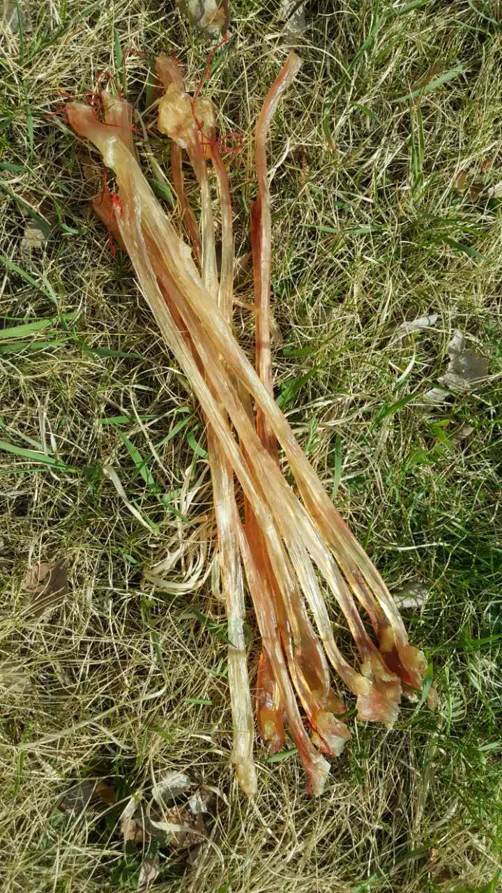 Bulk Daxing 'anling Xifeng specialty natural drying flowers clean meat tendons dry tendons new goods free cut with sparkling wine