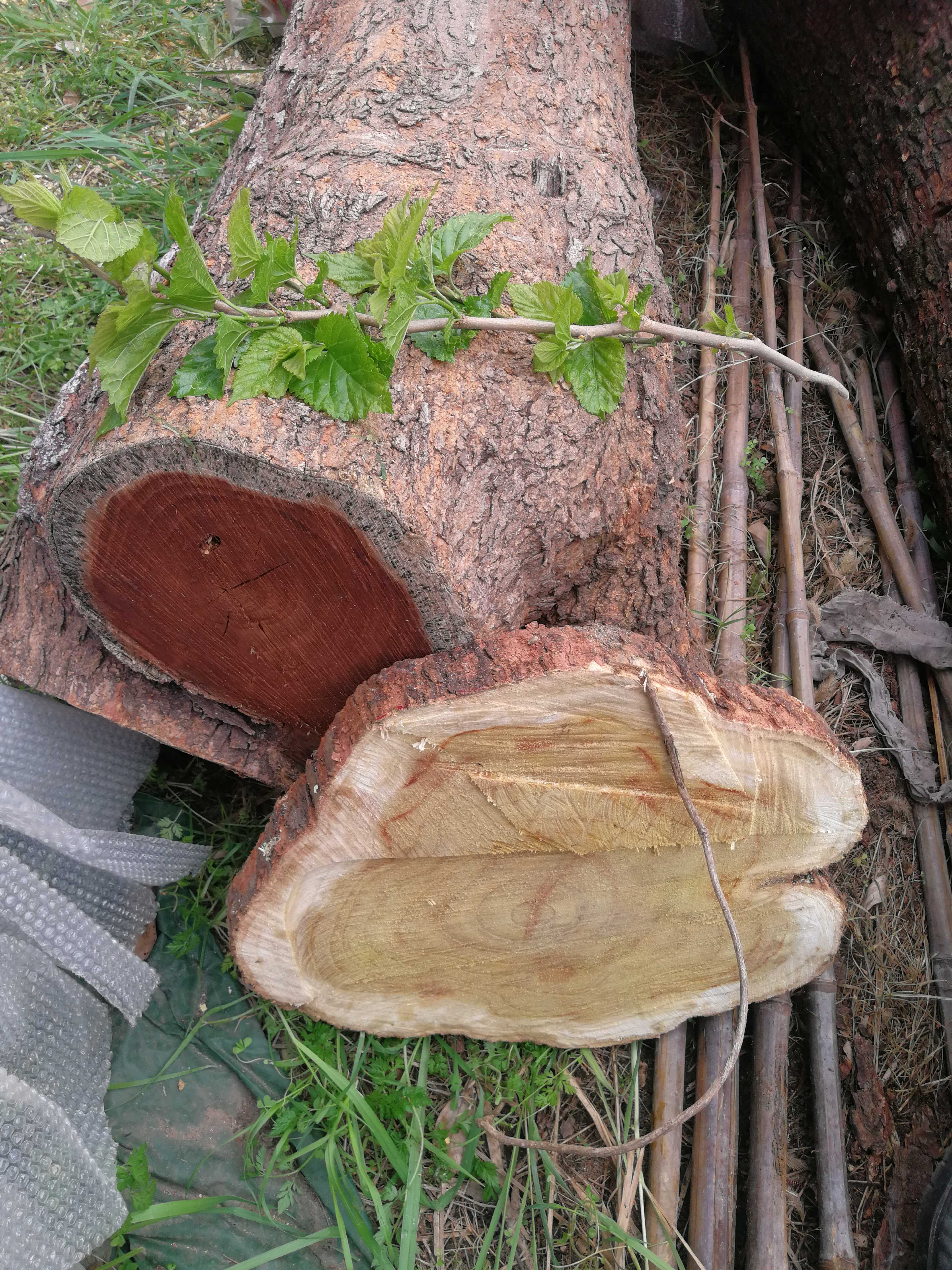 Zesang Wood Silkworm Mulberry Yellow Mulberry Wild Mulberry Sapwood Sword Stock Log Large Plank Car Spin Wood Mound Slingshot Material core material