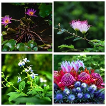 Dual-mode mirror imported material dual-mode camera ordinary lens Precision Color Precision Optics