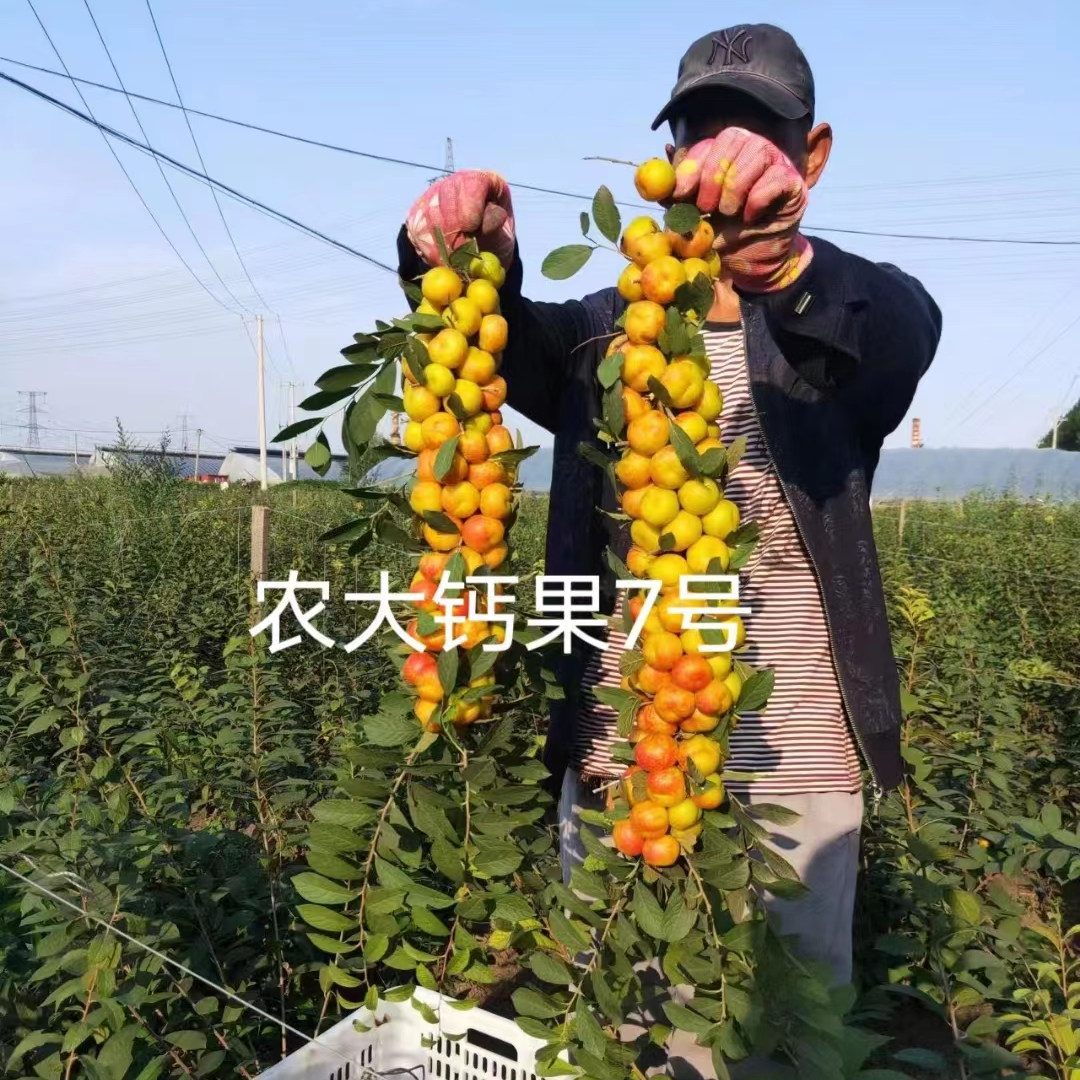 钙果苗欧李农大超欧紫冠为何被誉为鲜食补钙佳品?适合大田还是盆栽种植?-果树-淘宝好物网