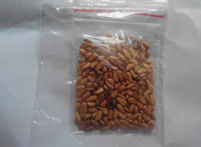 gWmWivOiz9St5JW+ZAY9YI7aAIe7qSuh+rju