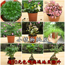 Wenzhu calamus pocket coconut duck foot Wood podocarp lohansong nestgrass elm tree landscape landscape indoor potted plant