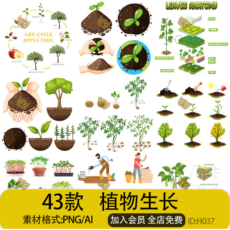 Plant Growth Cycle Agricultural Planting Corn Eggplant Tomato Crops Soil Photosynthesis Ai/Png Material Plant Growth Cycle Agricultural Planting Corn Eggplant Tomato Crops Soil Photosynthesis Ai/Png Material