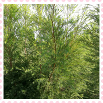 Fresh Australian tea tree branches Mutually Leafy White Klayers Made Pure Dew Essential Oils enzyme 3 catties normal shipping