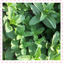 Fresh pepper mint green mint for pure dew essential oil enzyme green mint picking