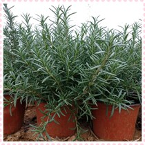 Potted rosemary rosemary dried leaves made pure dew as steak spices are not remote areas