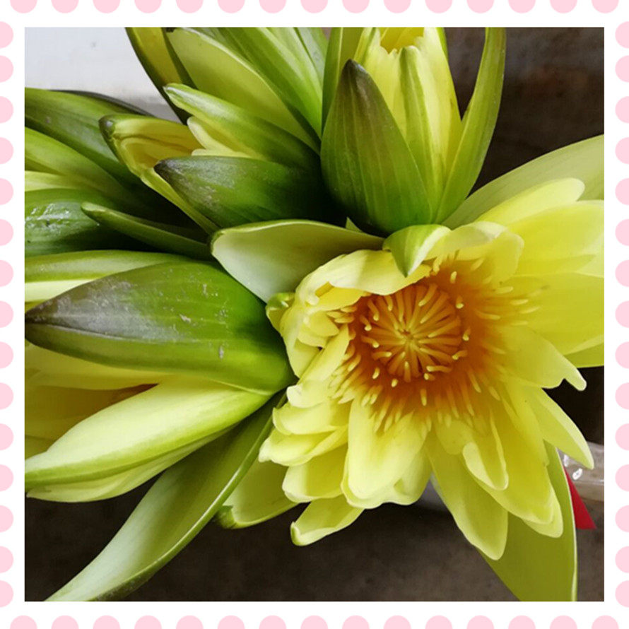 Fresh yellow lotus flower 9 pint perfume lotus to make pure dew as an enzyme floral material 3 catty to enjoy and do not shoot
