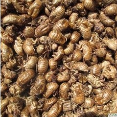 Chinese herbal medicine cicada slough, cicada shell, cicada skin, cicada shell, golden cow, cicada, cicada clothes, dry cicada 500g