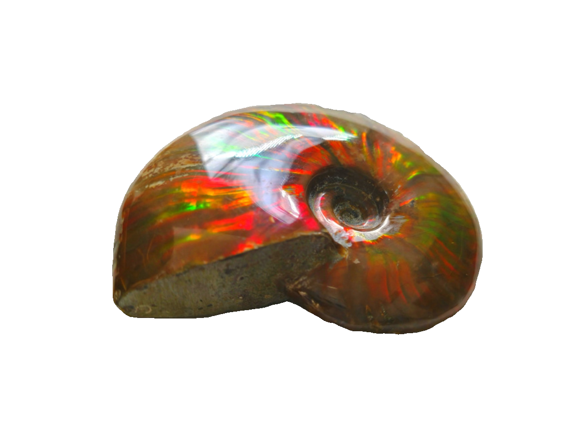 Madagascar snail fossil iridinate snails for the transfer of fortune and the stall of the property 203g-Taobao