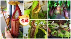 насекомоядное растение 食虫植物--猪笼草套餐【食虫草 盆栽 绿植】包邮 会吃虫子的草
