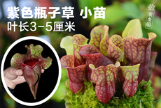 насекомоядное растение 食虫植物-紫色瓶子草 食虫草 食人花 易活品种