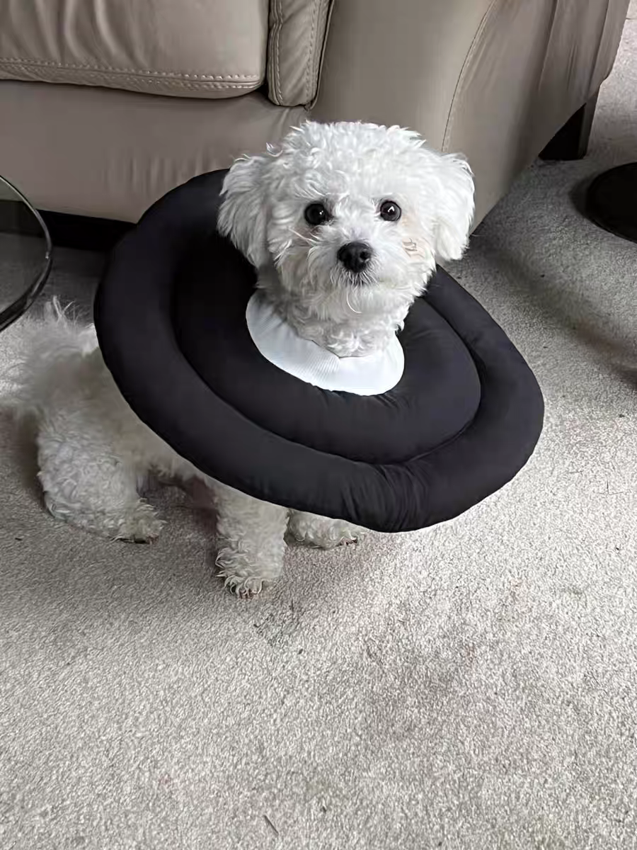ПЭТ Элизабет 萨摩耶大型犬狗狗专用伊丽莎白圈大号防舔咬绝育超大脖圈头套金毛