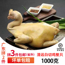 1 piece of Pack Shunfeng Guangdong Special production Qingyuan Yuan White Cut Chicken Walking Ground Chicken Farmhouse Rearing 1000 grams
