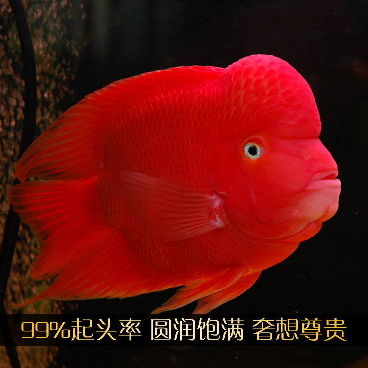 鱼美人水族批发