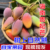 Hainan Guifei Mango 10 kg mango fresh tropical fruit tree full box of sweet