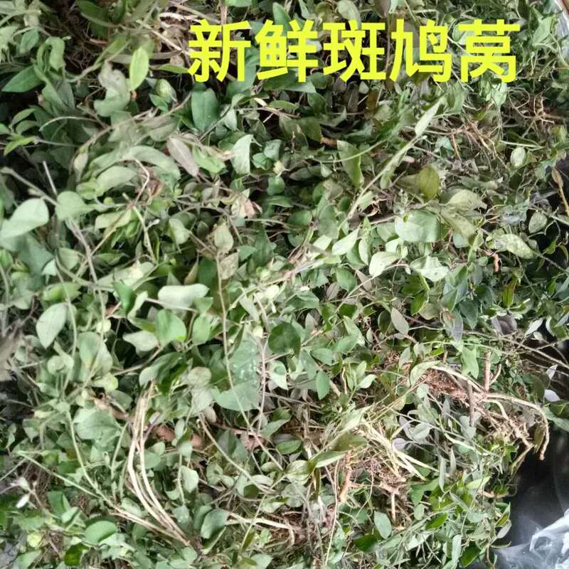 Small-Leaf Three-Point Gold Turtle Dove Nest, Braided Grass, Broken Rice Firewood, Climbing Fragrant, Grass-Loving Grass, Small-Leaf Mountain Mung Bean