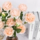 Mô phỏng hoa mẫu đơn mô phỏng hoa mẫu đơn hoa hồng mô phỏng hoa mẫu đơn hoa nhân tạo hoa lụa hoa bất tử cắm hoa - Hoa nhân tạo / Cây / Trái cây