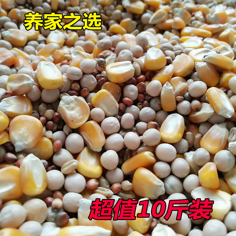 Pigeon feed dove grain with corn meat dove letter dove daily grain ratio pigeon to watch dove bird grain 10 kilos