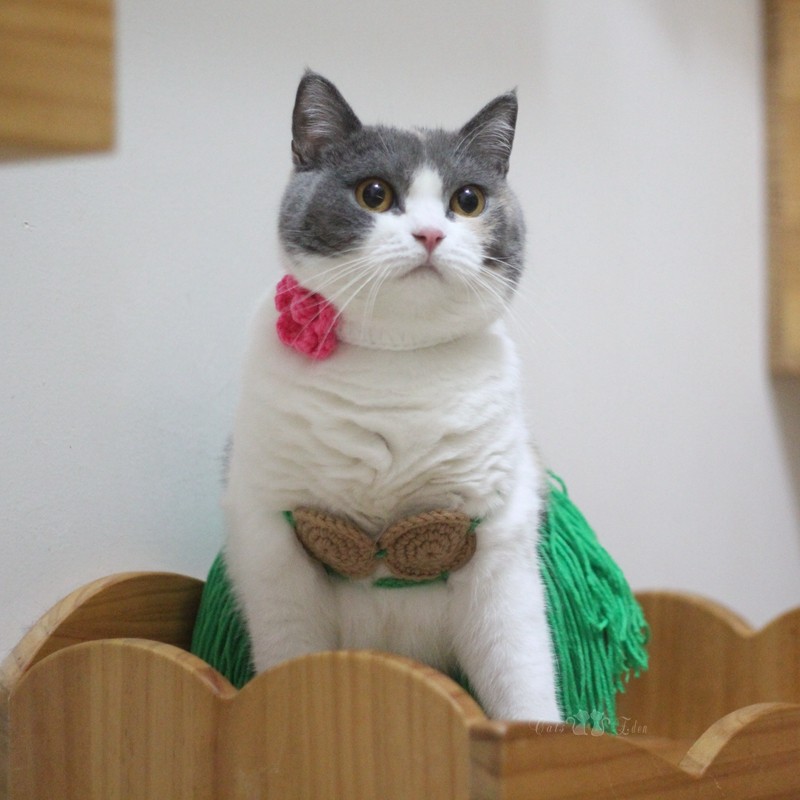 Pet Kitty Funny Bikini Grass Skirt Dance Shake Photo Props Up For Freaking Costume-Taobao