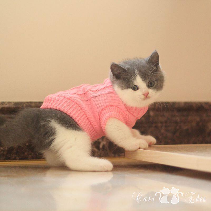 Hot sale pet cat kitten kitten puppy yarn clothes autumn winter clothes kitten super small mini multi-color optional