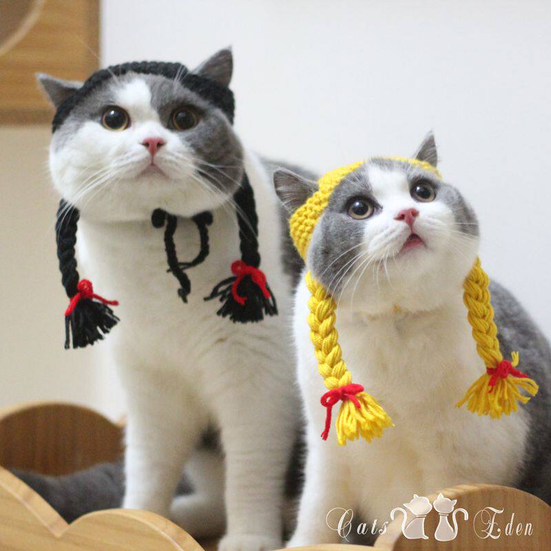 Pet cat little girl double twist braid shape change hat wig handmade wool knitting funny cute cute