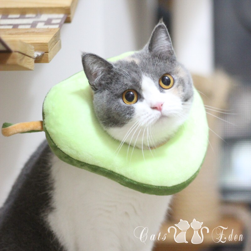 INS tremble cat avocado headgear collar collar collar collar cute cat funny photo props