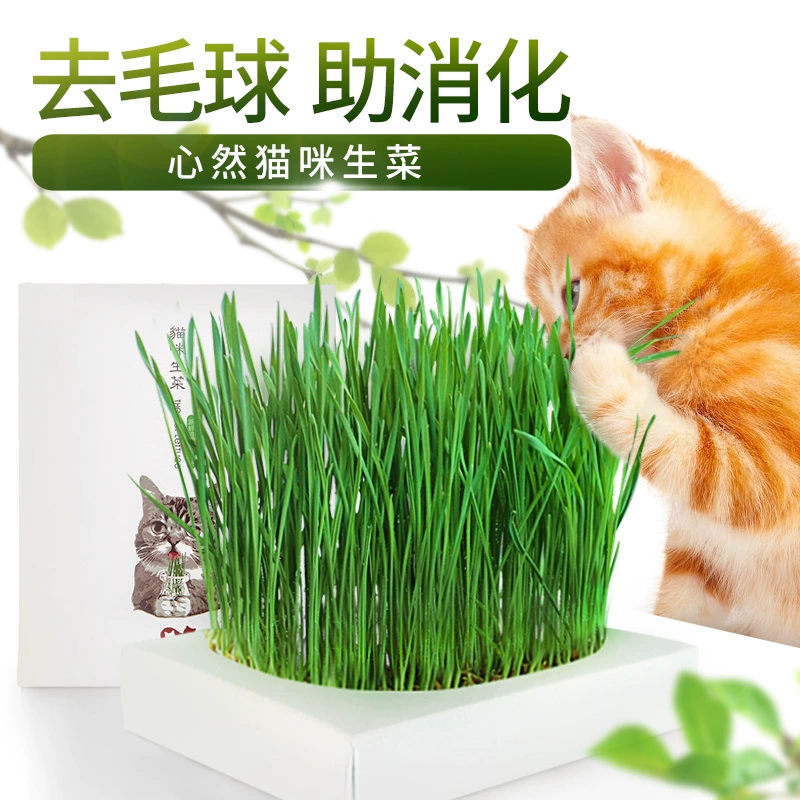 Xinran mèo cỏ trồng trong chậu quả bóng làm rụng lông giúp tiêu hóa thức ăn vặt mèo cưng gấp tai làm đẹp mèo ngắn thú cưng mèo ăn vặt - Đồ ăn nhẹ cho mèo
