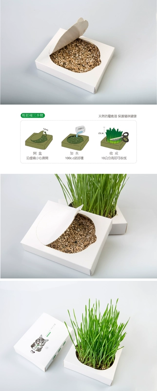 Xinran mèo cỏ trồng trong chậu quả bóng làm rụng lông giúp tiêu hóa thức ăn vặt mèo cưng gấp tai làm đẹp mèo ngắn thú cưng mèo ăn vặt - Đồ ăn nhẹ cho mèo