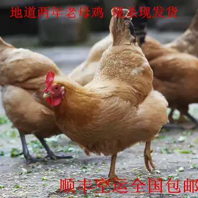 More than two years old hen clean meat three and a half catties, local hens are now shipped to Shunfeng air transport 88 yuan a