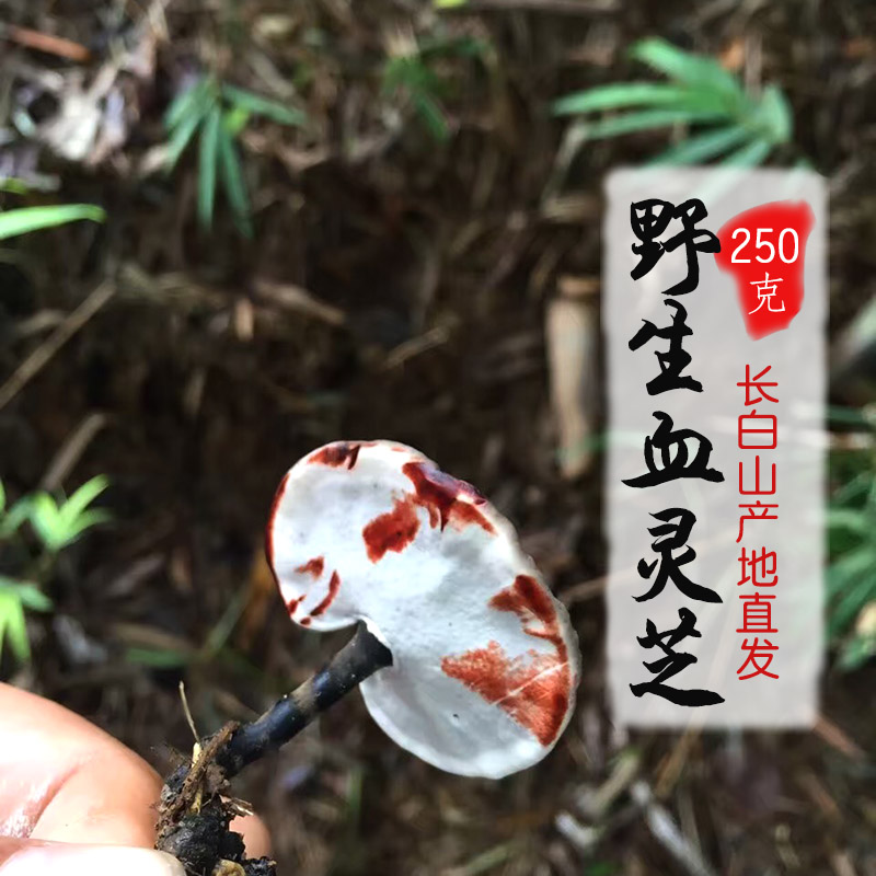 Village Girl Wild Ganoderma Lucidum Black Zhi Xuan Zhi Black meat fake Zhi Fake Zhi Wrinkled cover fake Zhi fragrant blood Ganoderma Lucidum